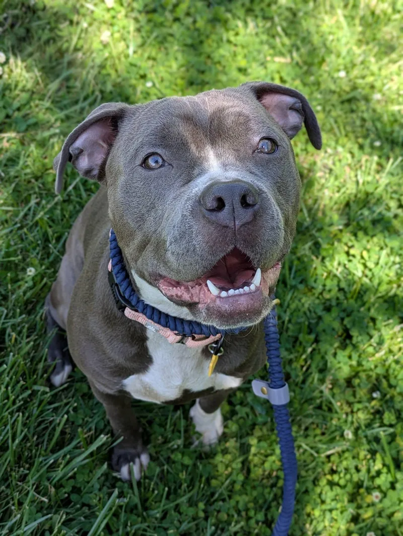 A young large-sized female Gray / Blue / Silver Pit Bull Terrier dog named Mimosa for adoption in Cleveland, OH