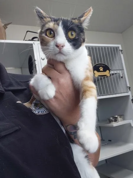 A young small-sized female Domestic Short Hair cat named Autumn for adoption in Tulare, CA