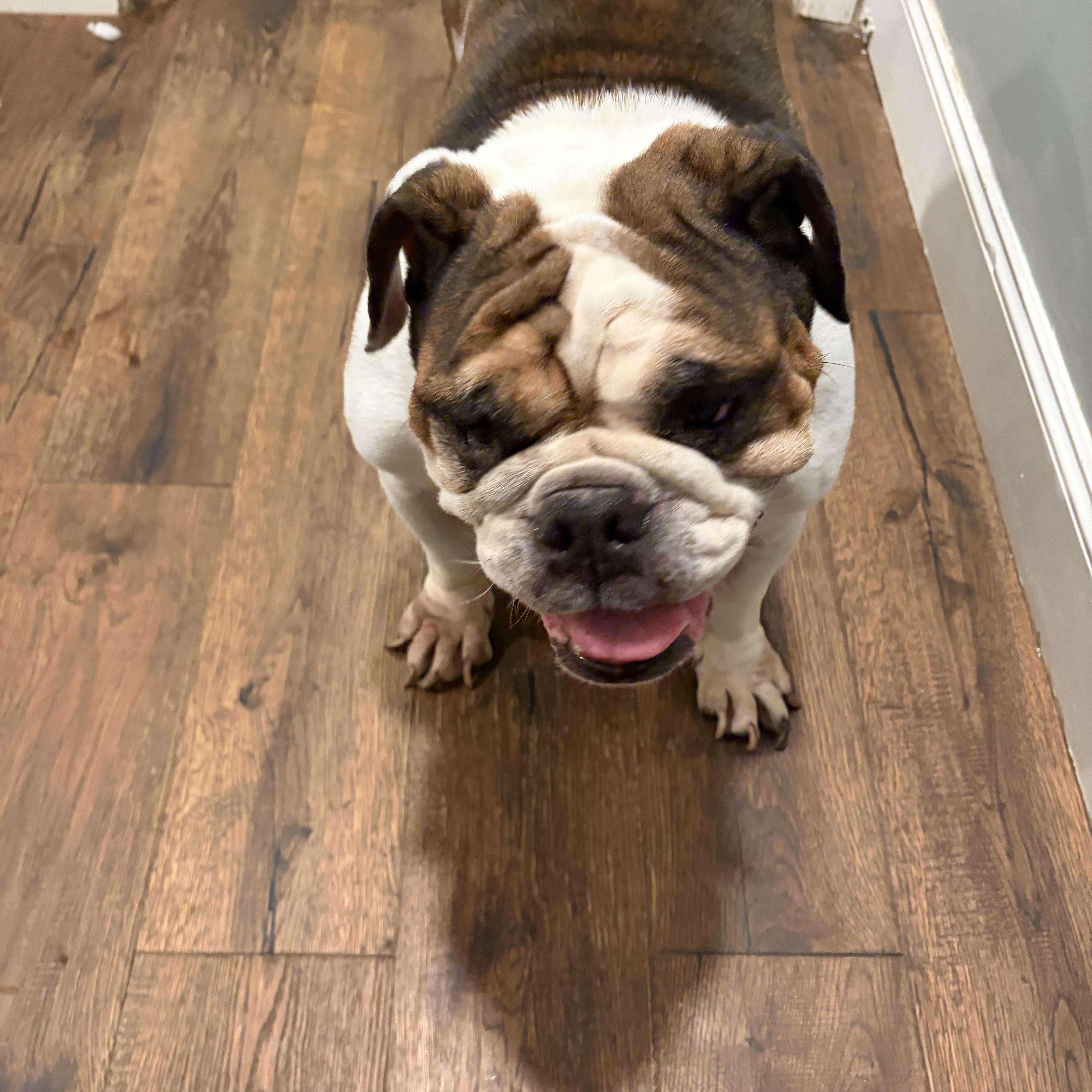 An adult small-sized female White / Cream English Bulldog dog named Kylie for adoption in Newfoundland, NJ