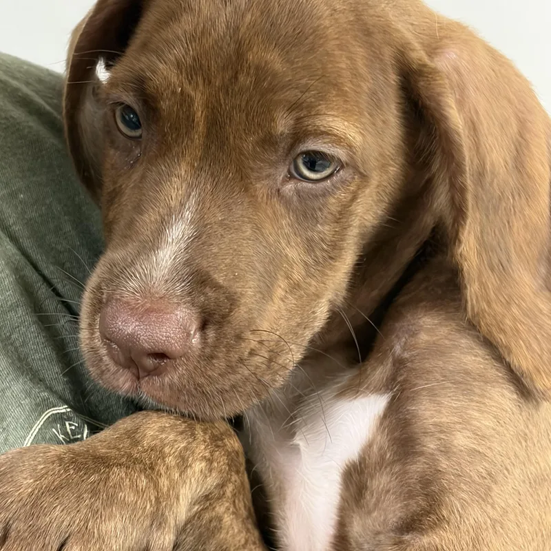 A baby medium-sized male Brown / Chocolate Labrador Retriever dog named Alex for adoption in Seale, AL