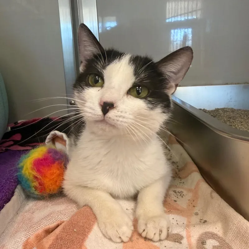 Priscilla thumbnail 3