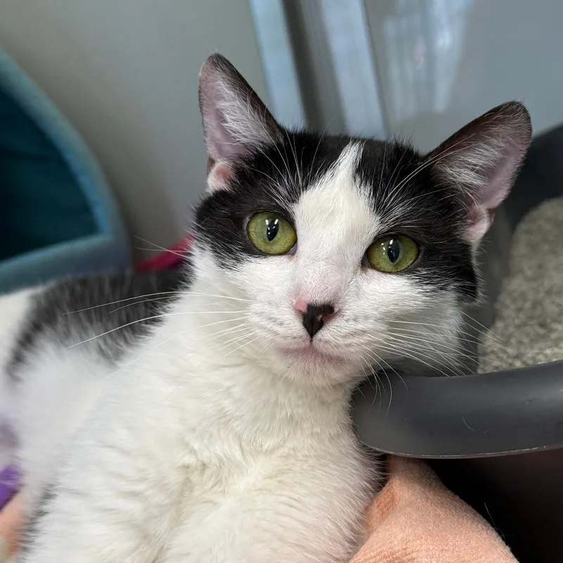 Priscilla thumbnail 4