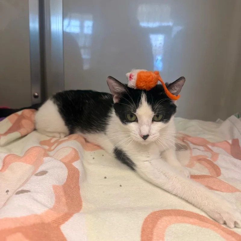 Priscilla thumbnail 5