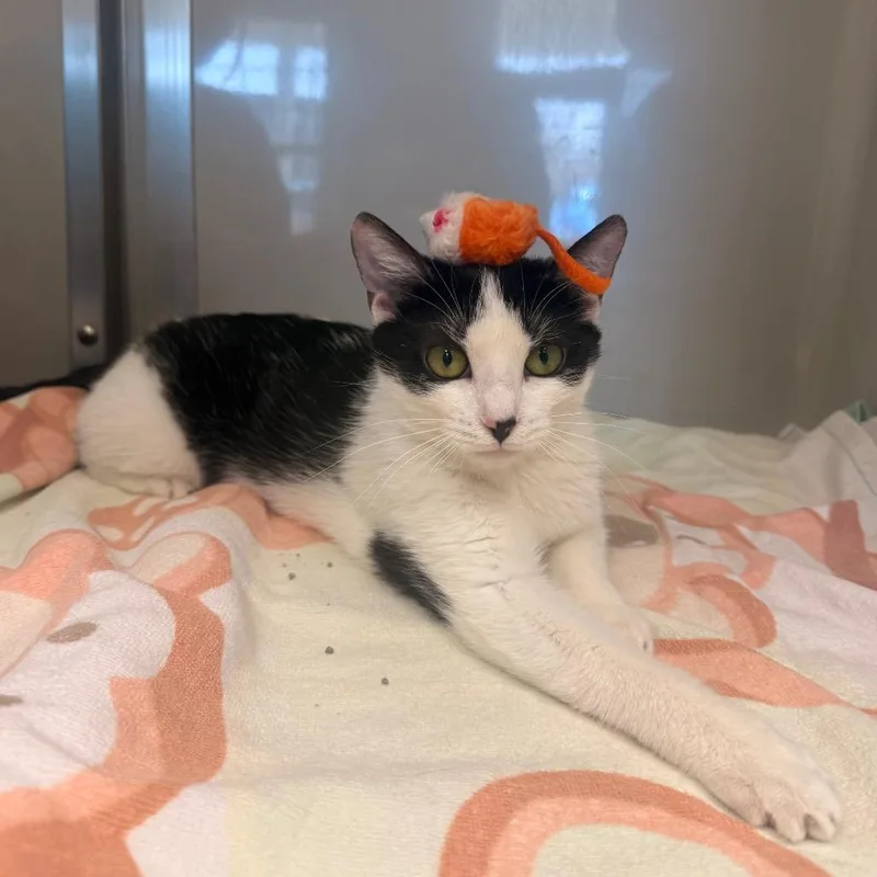 Priscilla thumbnail 6