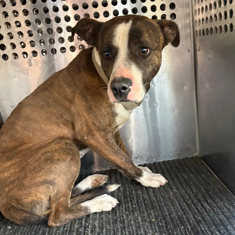An adult medium-sized female Brindle Pit Bull Terrier dog named Roxy for adoption in Birmingham, AL