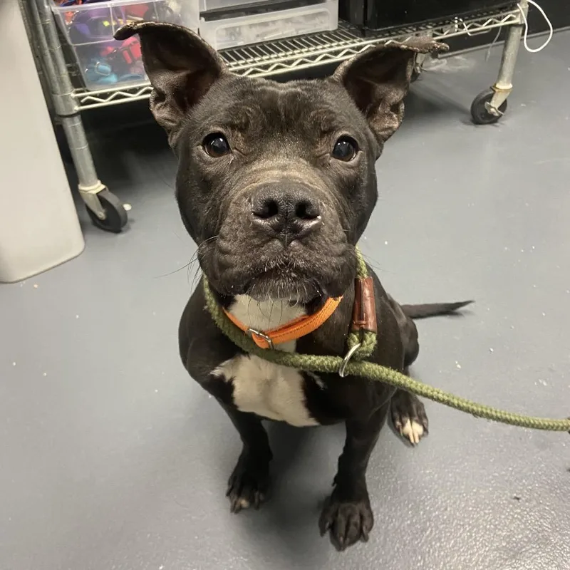 An adult medium-sized female Black Mixed Breed dog named Wednesday for adoption in Allentown, PA