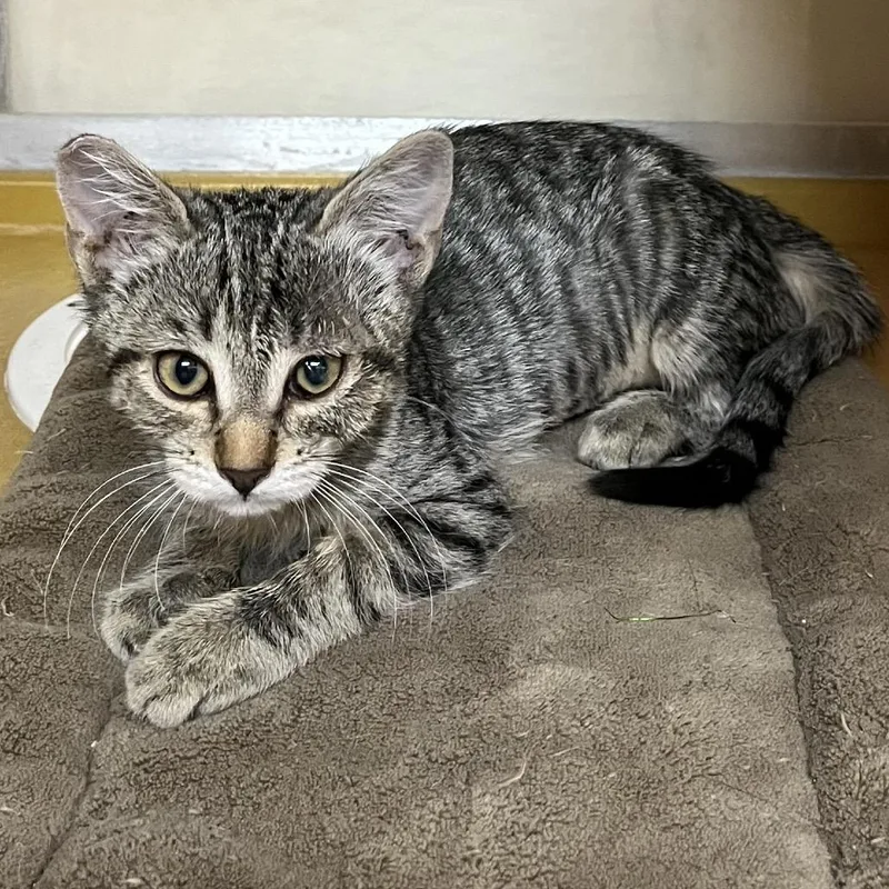 A baby medium-sized female Gray / Blue / Silver Domestic Short Hair cat named Miami for adoption in Las Vegas, NV