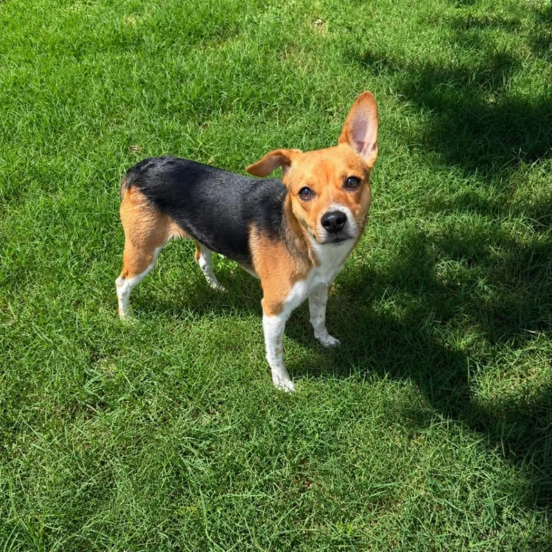 An adult small-sized female Red / Chestnut / Orange Beagle dog named Birdie D for adoption in Corsicana, TX