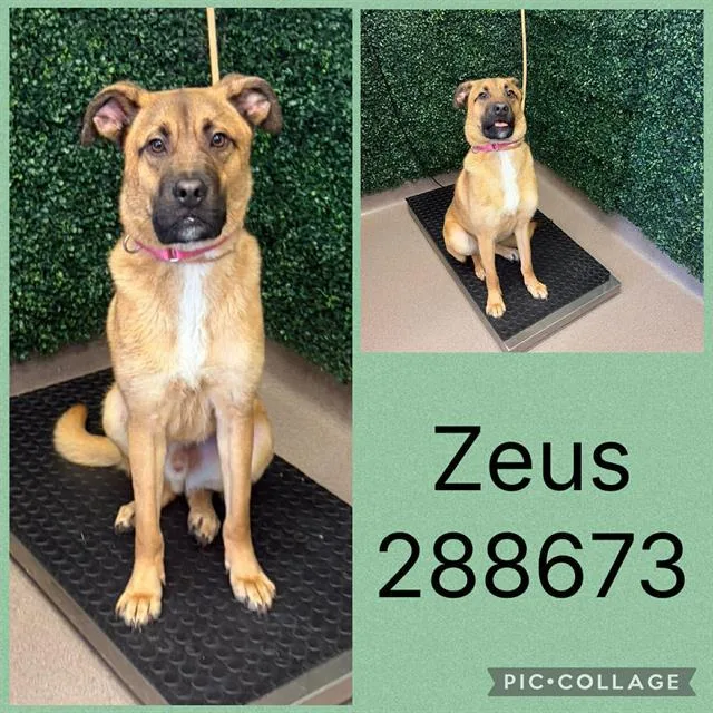 A young medium-sized male German Shepherd Dog dog named Zeus for adoption in Macon, GA