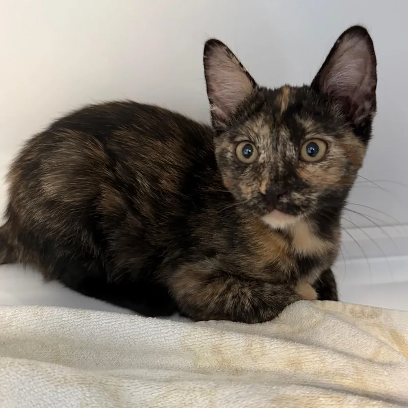 A baby small-sized female Tortoiseshell Domestic Short Hair cat named Ginny for adoption in Sarasota, FL