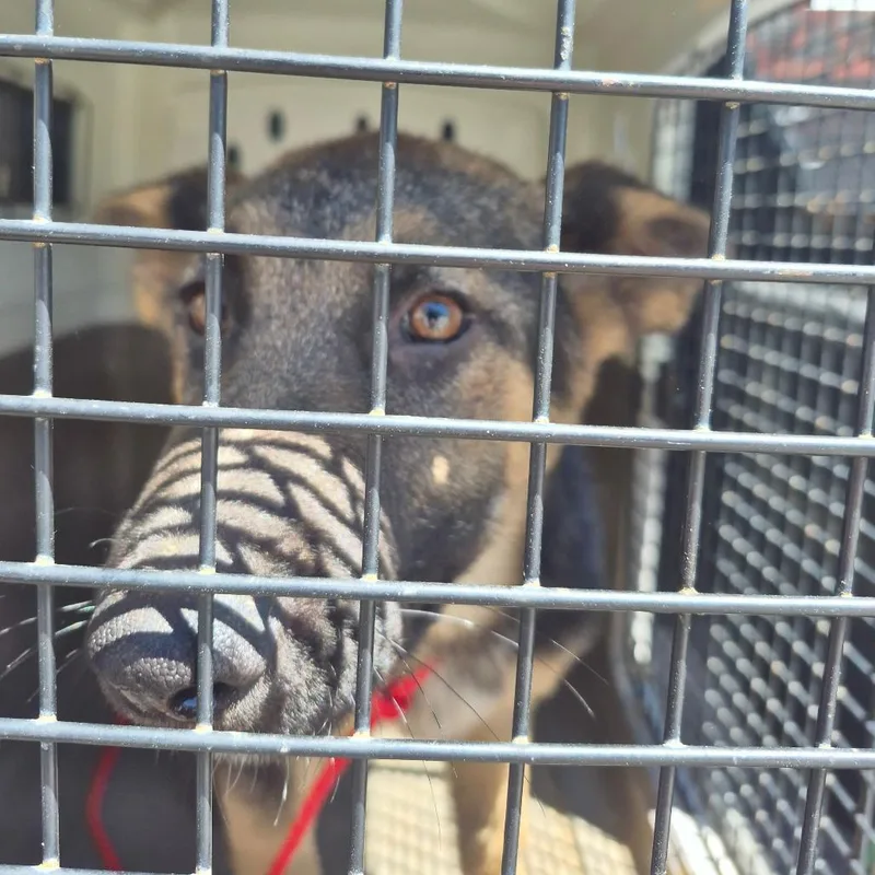A baby small-sized female Brown / Chocolate Shepherd dog named Squeak for adoption in Montgomery, AL
