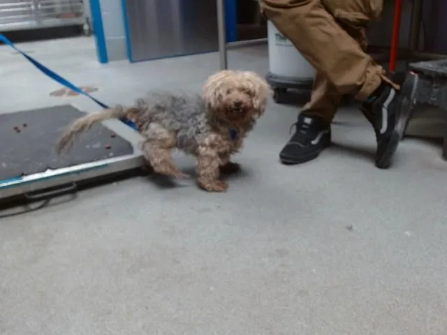 An adult small-sized male Yorkshire Terrier dog named Paquito for adoption in Albuquerque, NM