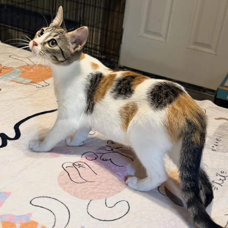 A baby small-sized female Calico Domestic Short Hair cat named Spicy for adoption in Liverpool, TX