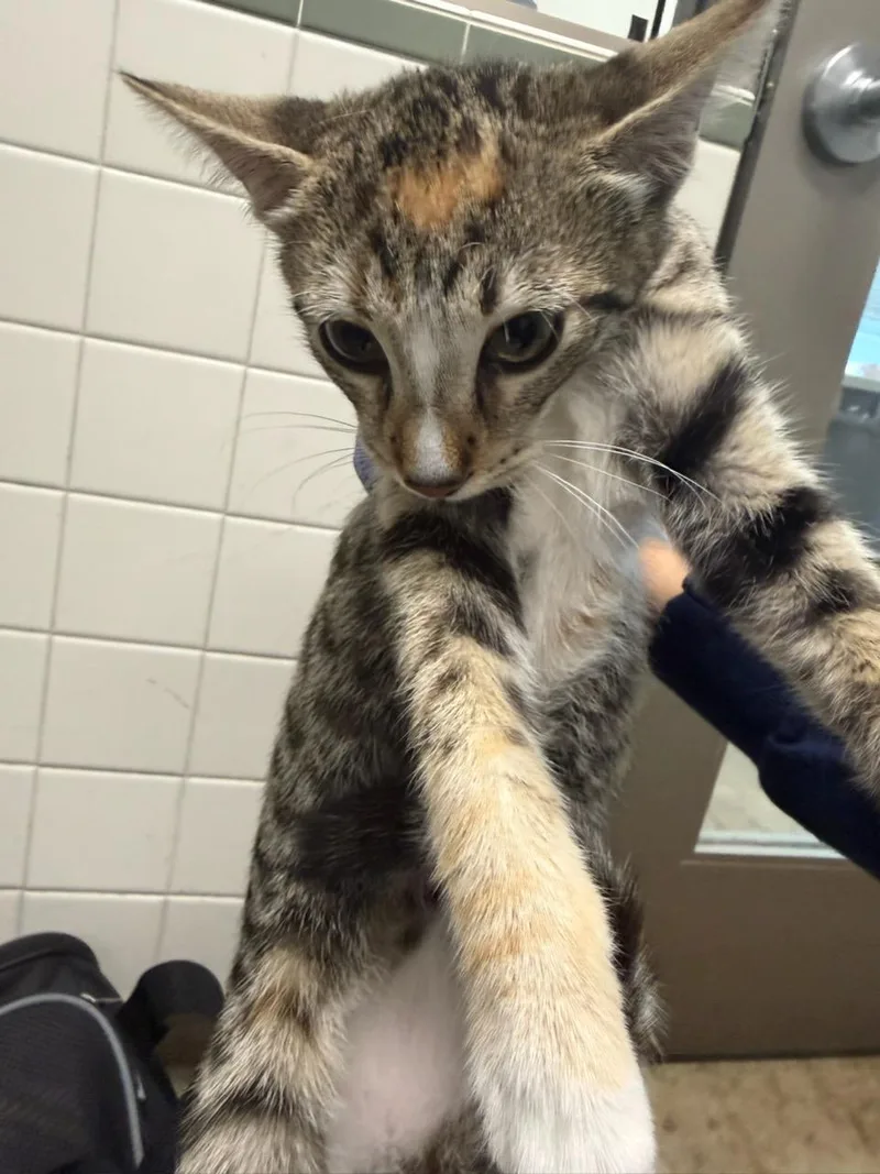 A baby medium-sized female Domestic Short Hair cat named Princess Mango for adoption in Van Nuys, CA