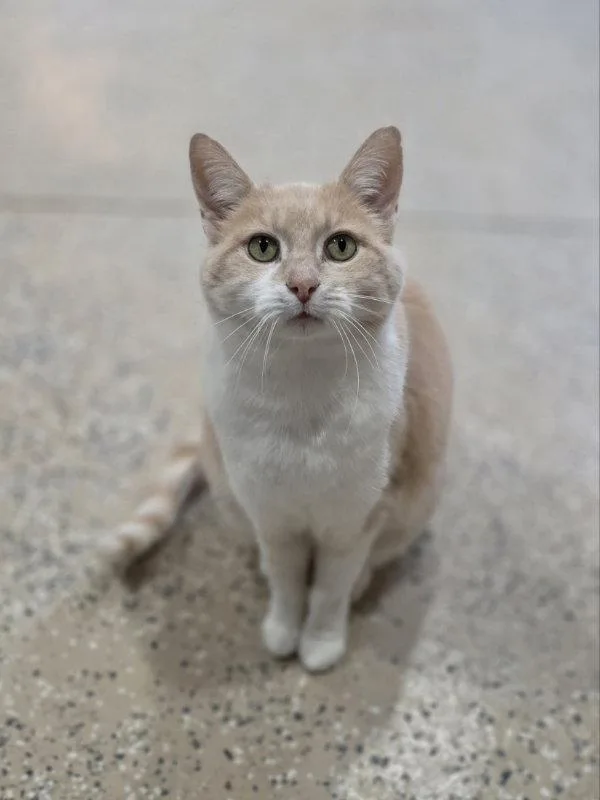 An adult large-sized female Orange & White Domestic Short Hair cat named Olive for adoption in Woodsfield, OH