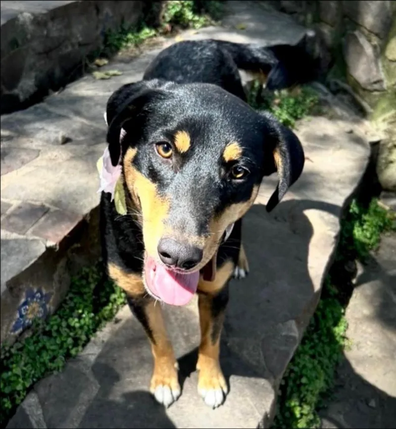 A young medium-sized female Australian Shepherd dog named Pim for adoption in Thompson Falls, MT