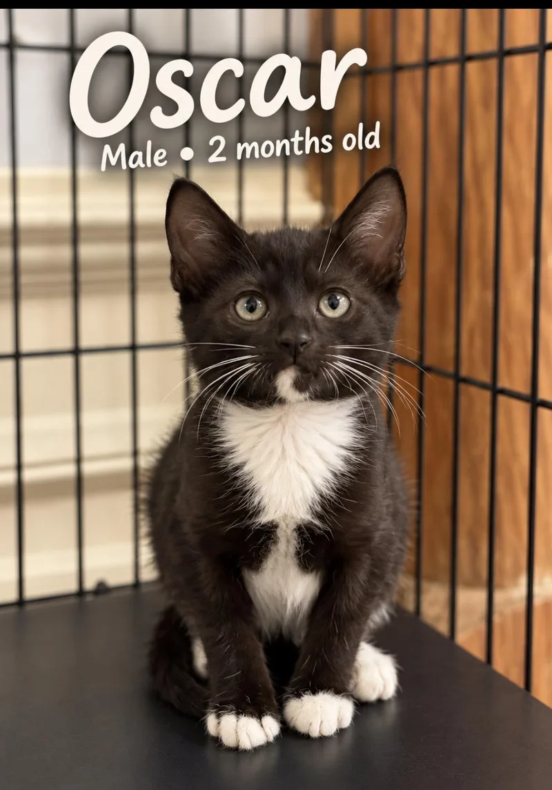 A baby small-sized male Domestic Short Hair cat named Oscar for adoption in Pawleys Island, SC