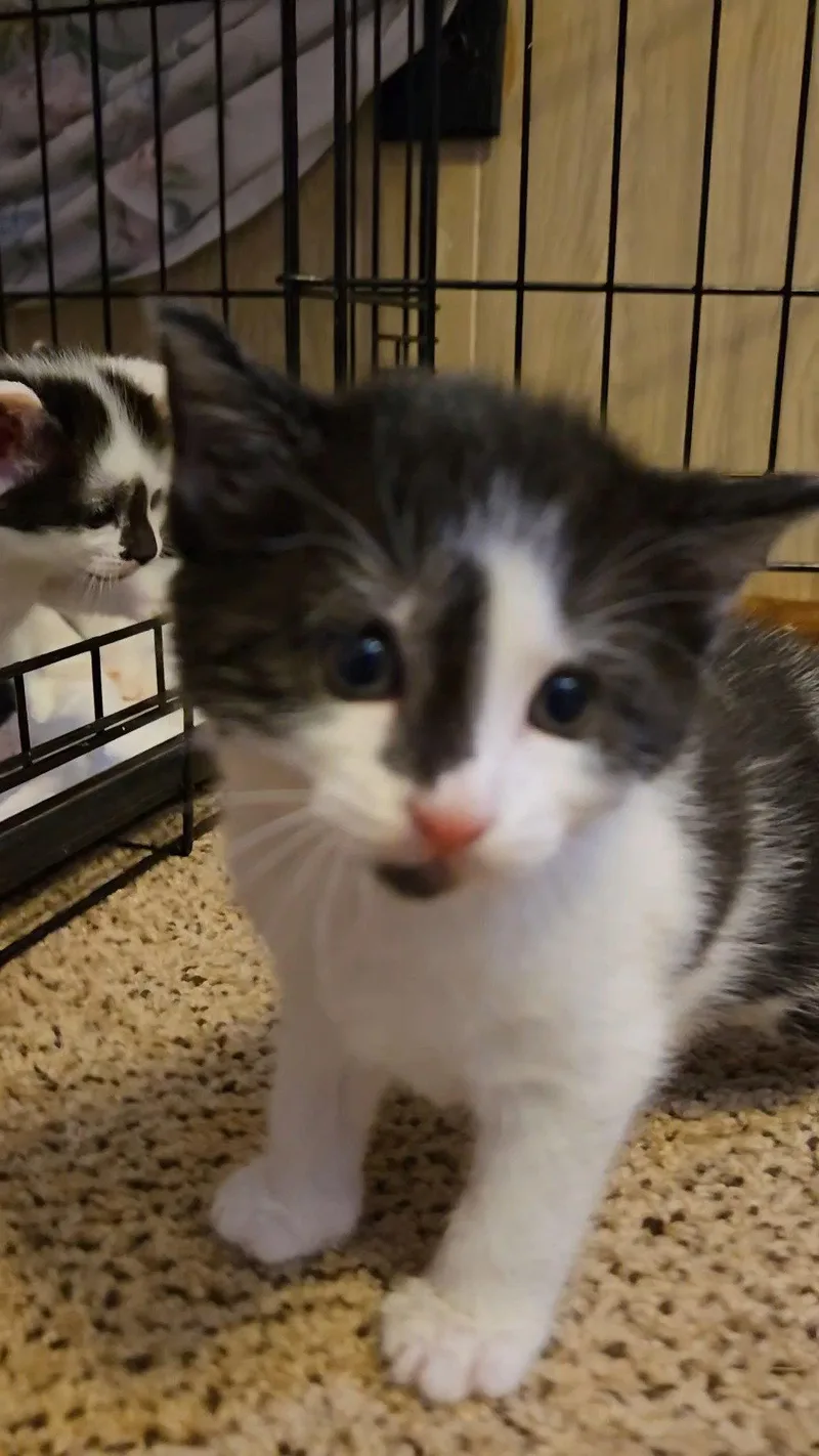 A baby medium-sized male Black & White / Tuxedo Domestic Short Hair cat named Ralphie  Jenkintown Ps for adoption in Greenville, DE