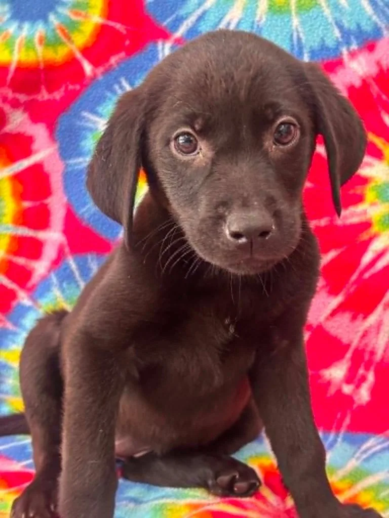 A baby small-sized female Labrador Retriever dog named Fillipa for adoption in Warrenton, NC