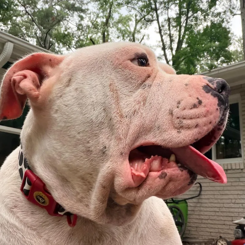 Truffles the Porkchop Express