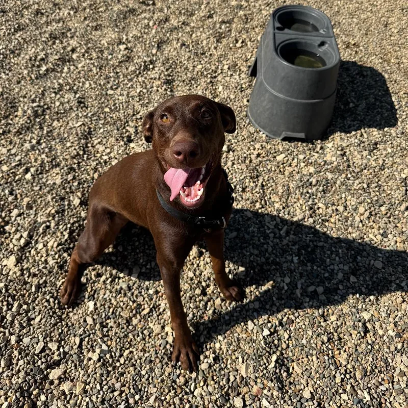An adult medium-sized female Brown / Chocolate Doberman Pinscher dog named Nutella for adoption in Monticello, IA