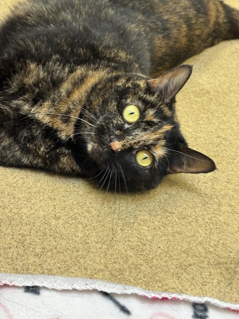 An adult medium-sized female Domestic Short Hair cat named Pinky for adoption in Brick, NJ