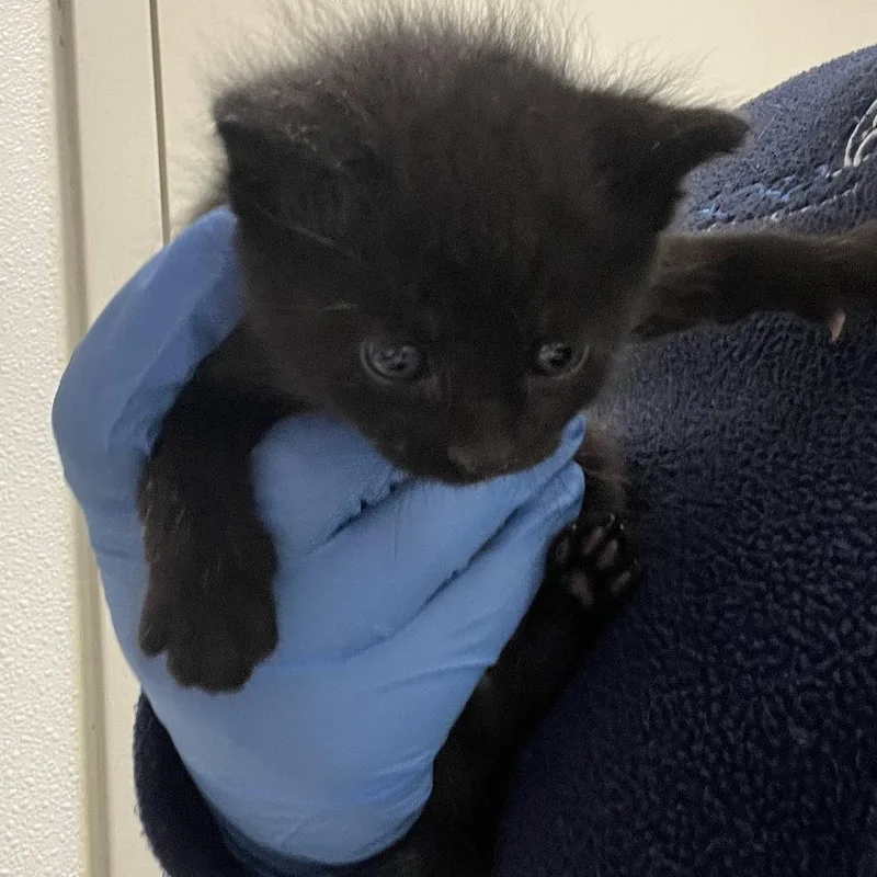 A baby small-sized female Black Domestic Short Hair cat named Peach for adoption in Harrisonburg, VA