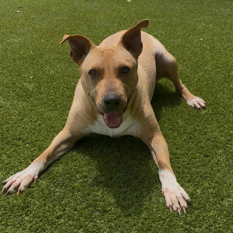 Cha Cha Slide thumbnail 2