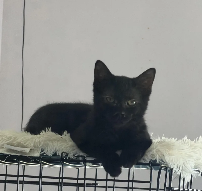 A baby medium-sized male Black Domestic Short Hair cat named Onyx for adoption in Kirklin, IN