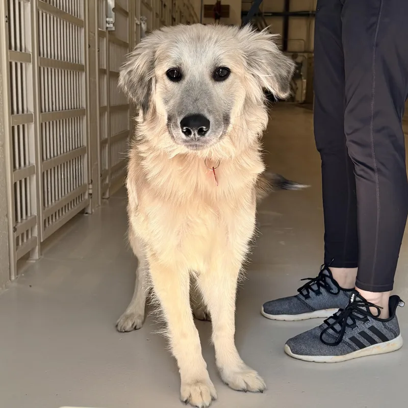 A baby medium-sized male Great Pyrenees dog named Winky for adoption in Chicago, IL