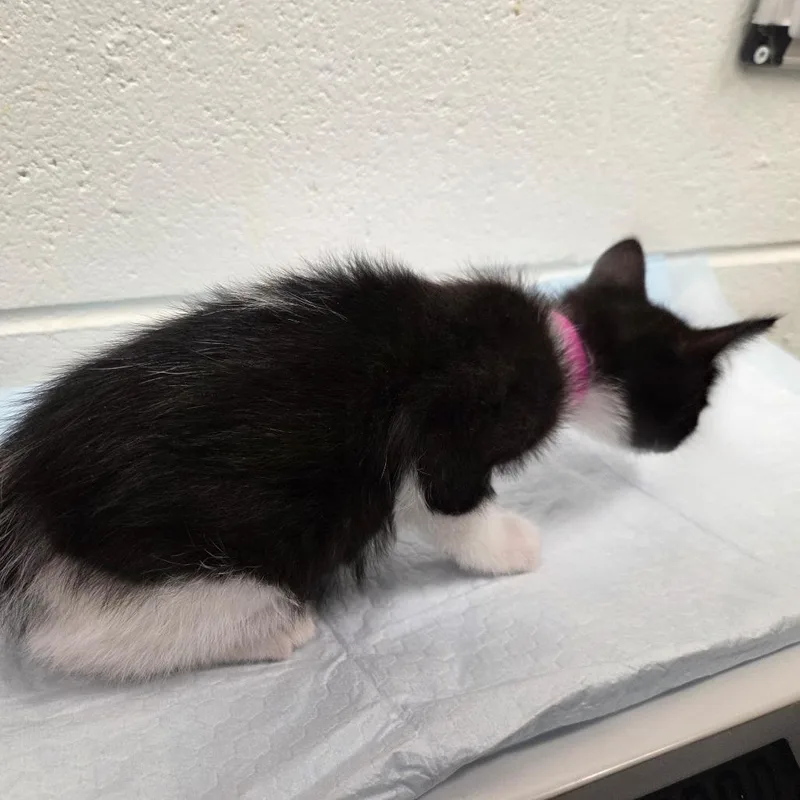 A baby small-sized female Black Domestic Short Hair cat named Skipper for adoption in Chattanooga, TN