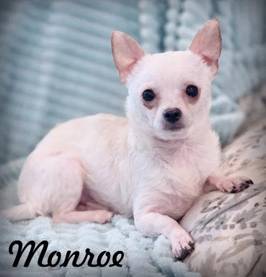 Monroe thumbnail 2