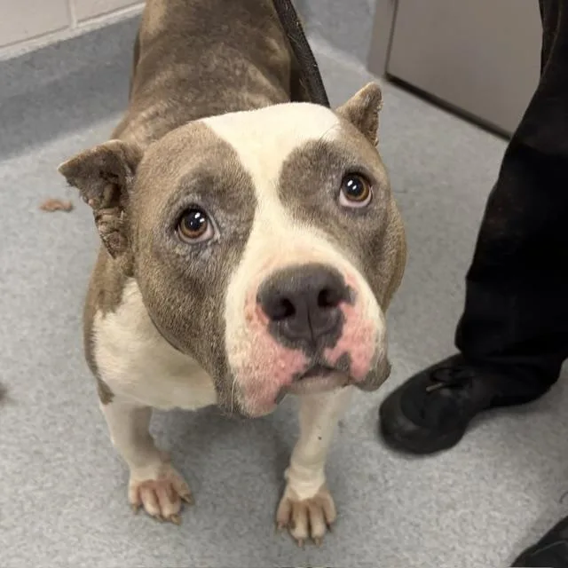 A young medium-sized female Pit Bull Terrier dog named Gertie for adoption in Indianapolis, IN