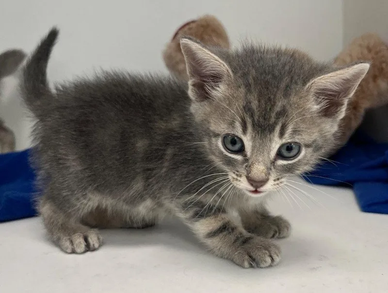 A baby medium-sized male Gray / Blue / Silver Domestic Short Hair cat named 26-200 for adoption in Tarboro, NC