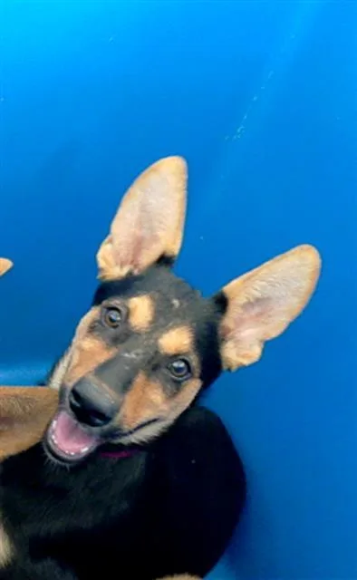 A baby large-sized female Mixed Breed dog named Vanessa for adoption in Dallas, TX