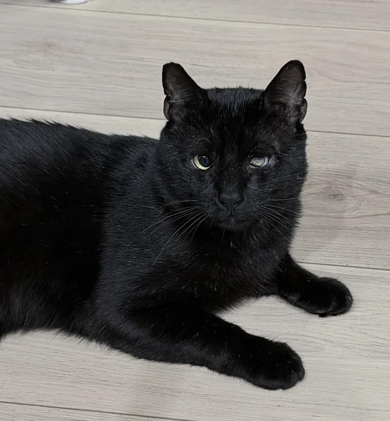 An adult medium-sized male Black Domestic Short Hair cat named Felix for adoption in Sherman Oaks, CA