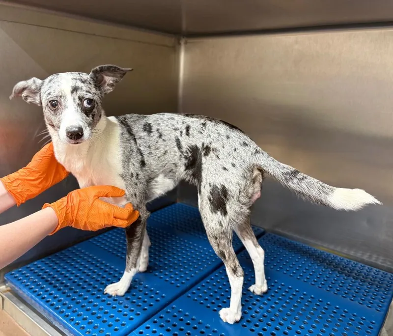 A young small-sized female Chihuahua dog named Ruby for adoption in Nacogdoches, TX