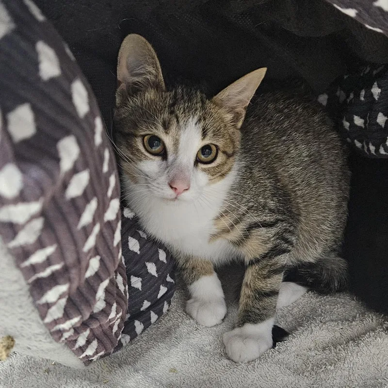 A young small-sized male Domestic Short Hair cat named Wilbur for adoption in Ridgely, MD