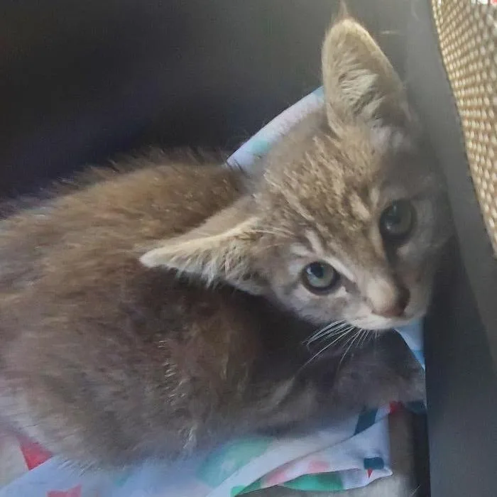A baby small-sized female Gray / Blue / Silver Domestic Short Hair cat named Stardust for adoption in Los Angeles, CA