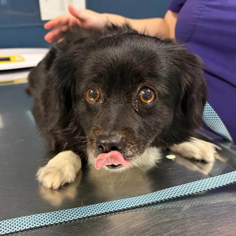 An adult small-sized female Black Mixed Breed dog named Leia for adoption in Newark, NJ