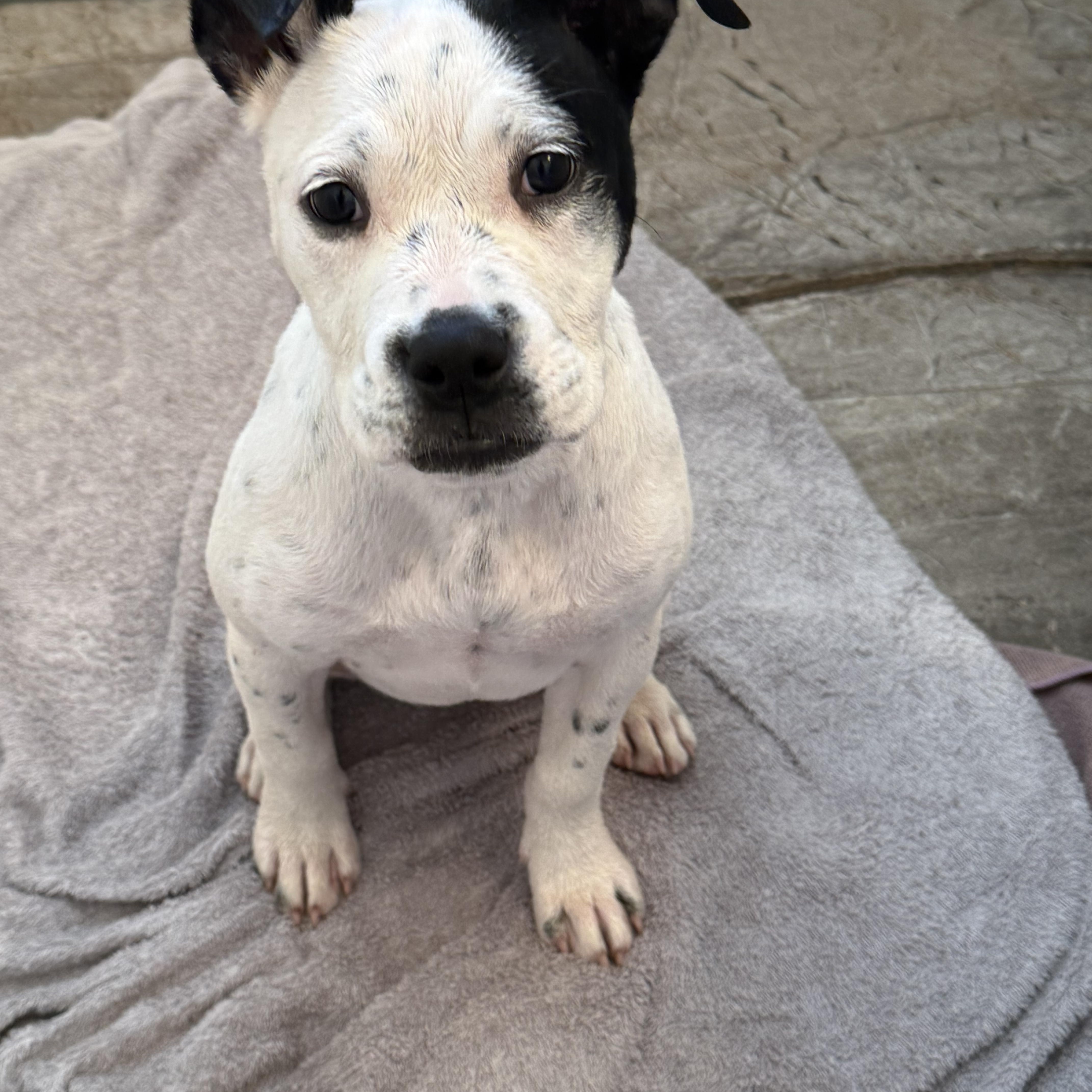 A baby medium-sized female White / Cream Pit Bull Terrier dog named Summer for adoption in Houston, TX