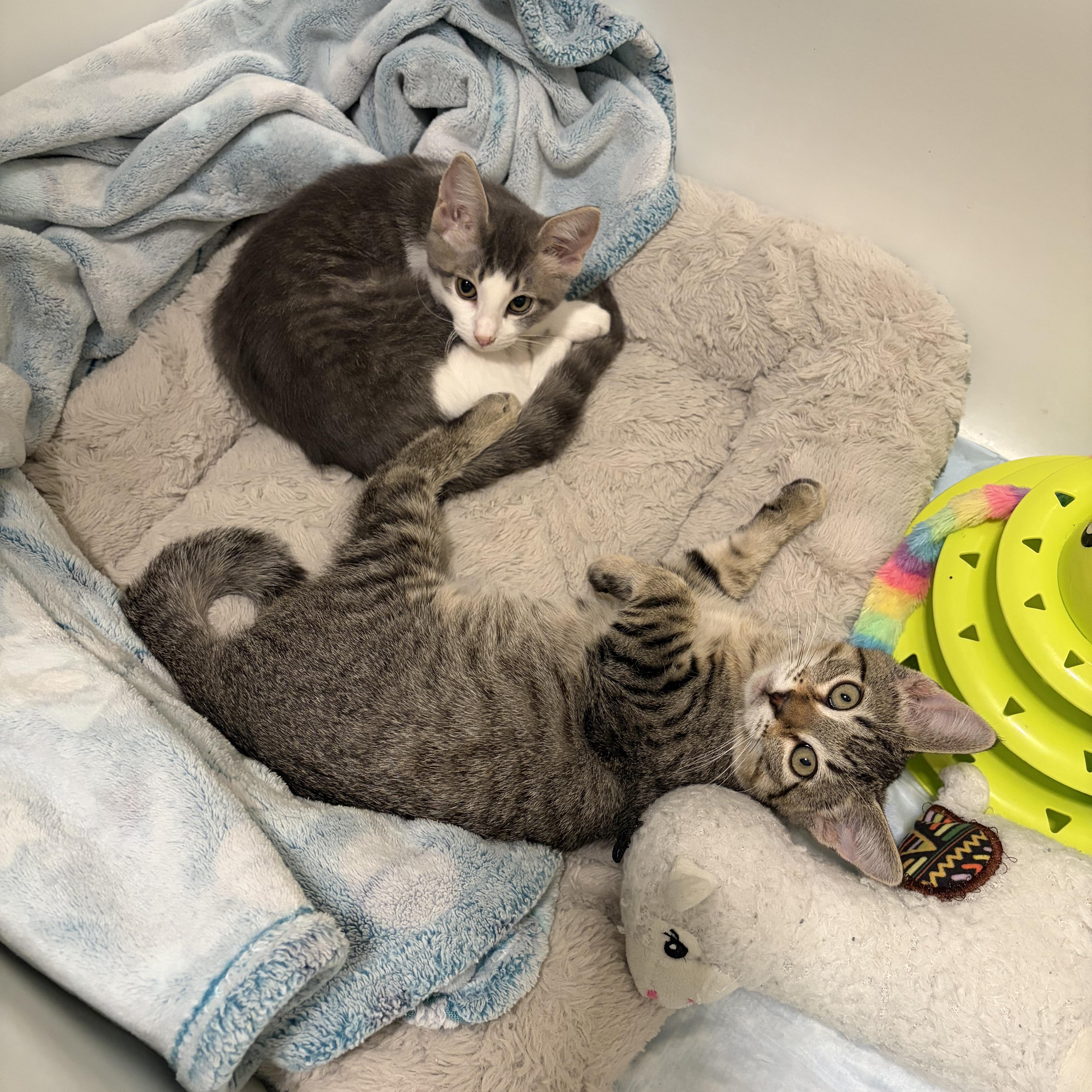 A baby small-sized female Gray & White Domestic Short Hair cat named Jill for adoption in Houston, TX