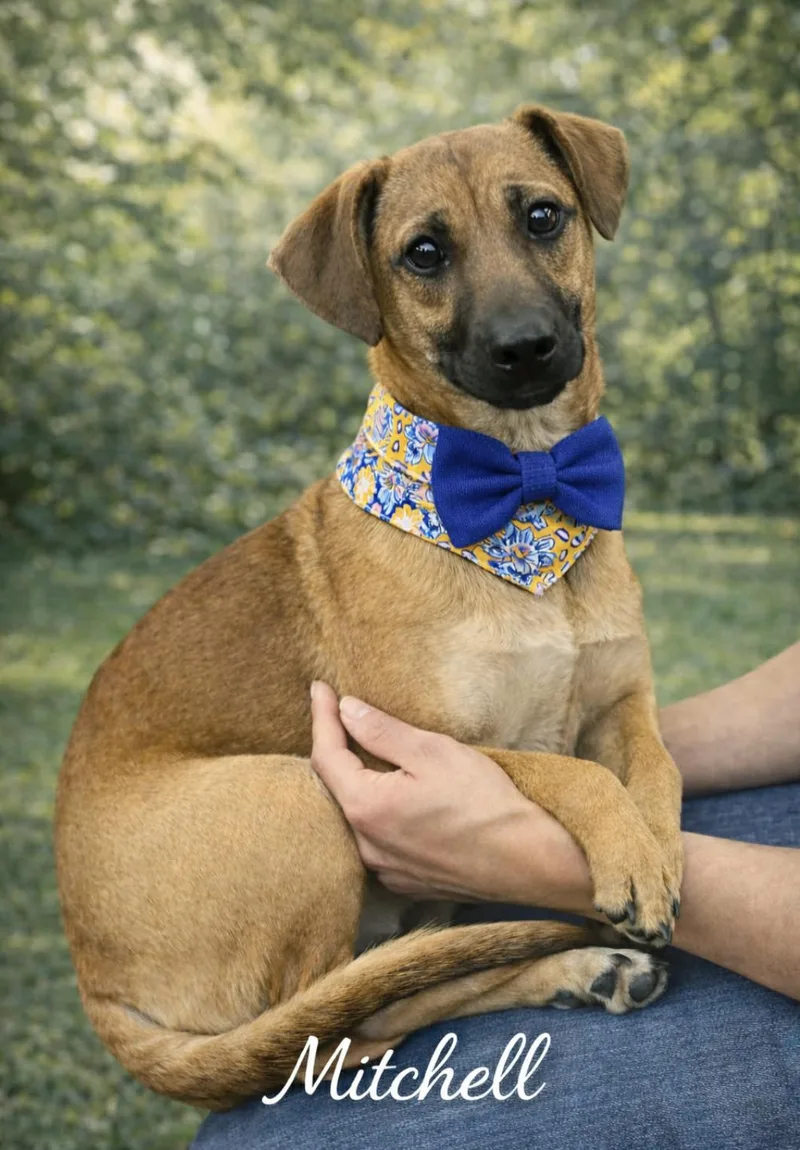 Mitchell thumbnail 4