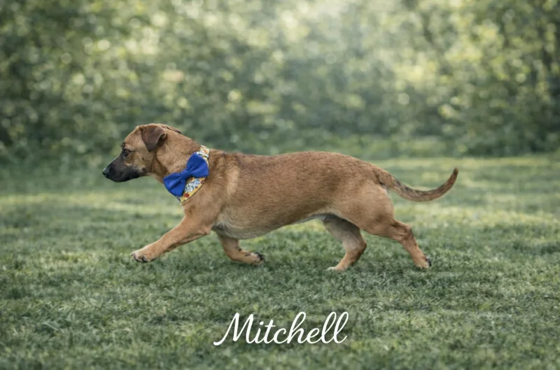 Mitchell thumbnail 5