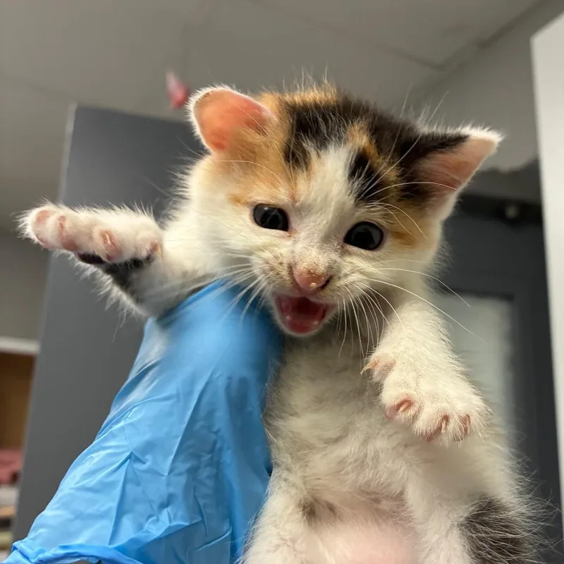 A baby small-sized female Calico Domestic Short Hair cat named Fresco for adoption in Greenville, SC