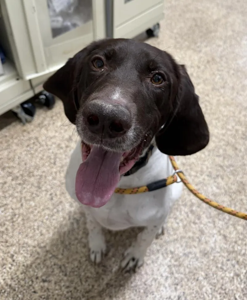 An adult large-sized male German Shorthaired Pointer dog named Bentley for adoption in Hastings, MI