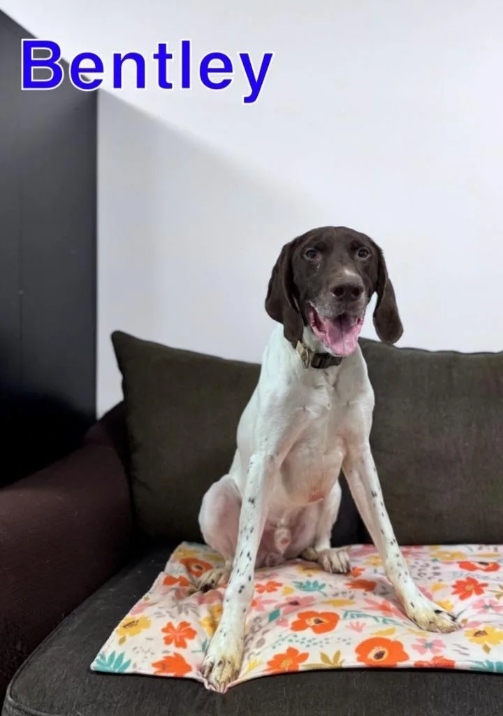 Bentley thumbnail 2