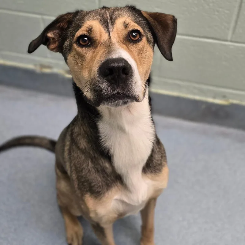 An adult medium-sized male Brown / Chocolate German Shepherd Dog dog named Panfish for adoption in East Hanover, NJ