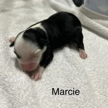 A baby small-sized female Australian Shepherd dog named Marcie for adoption in Arlington, TX