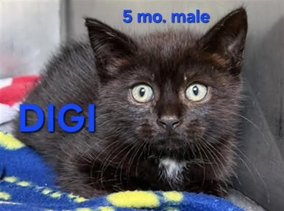 A baby medium-sized male Domestic Short Hair cat named Digi for adoption in Holbrook, NY